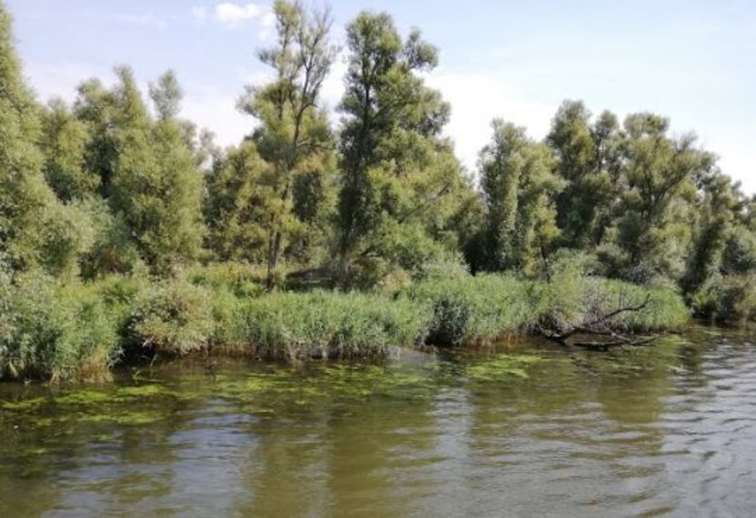 Nationaal Park De Biesbosch-1